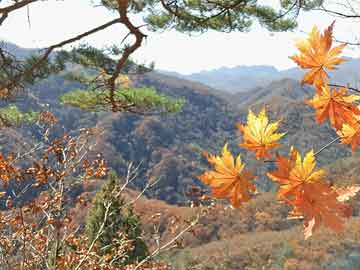 王河村民委员会，提升道路安全，推动交通发展新进展
